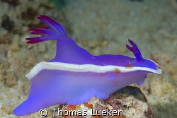 F1 slug in Mabul, D200 by Thomas Lueken 